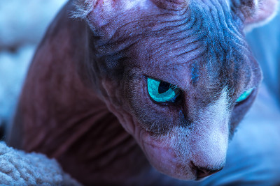 加拿大斯芬克斯猫的特写肖像