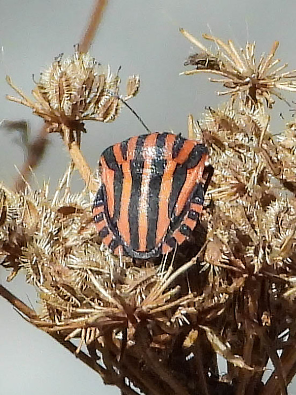 丑角虫（Graphosoma lineatum）