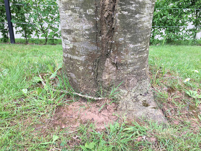 白蜡(Fraxinus excelsior)树- 2018年5月