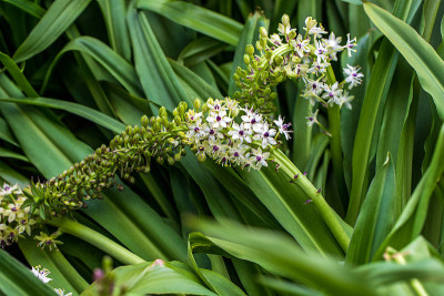 观赏杜鹃花凤梨百合植物