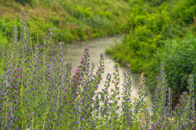 夏天风景如画的风景。花田与河流