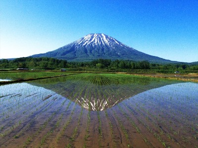 富士山雪羊的残骸