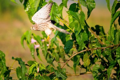 普通Kestral。