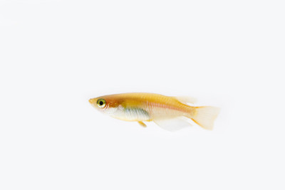 青鳉,oryzias latipes