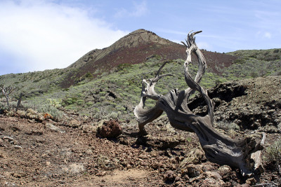 耶罗火山熔岩沙漠附近的一棵死树