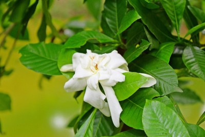 美丽的异国香白色栀子花，栀子，茉莉花，茉莉花，丹丹，或茉莉花盛开在树枝上孤立在自然的自然淡绿色背景。