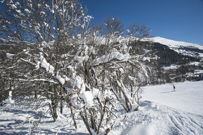 滑雪道上的滑雪者穿过树林