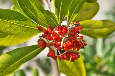 Pittosporum tobira