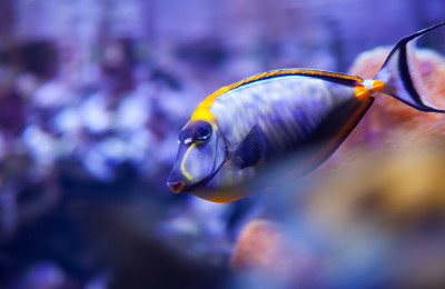 在水族馆里的lituratus