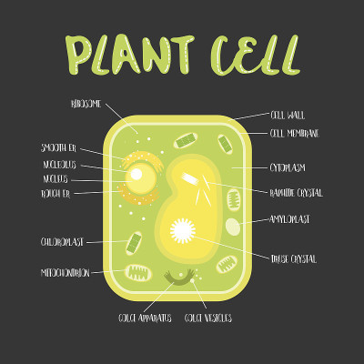 植物细胞内