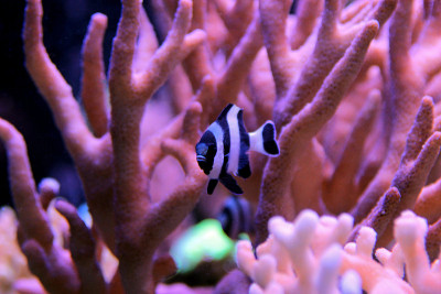 四条纹小热带鱼(Dascyllus melanurus)