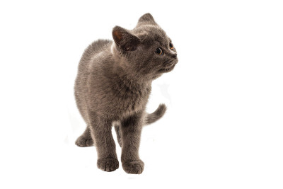 英国短毛小猫看着孤立的白色