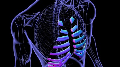 人体骨骼解剖肋软骨三维渲染