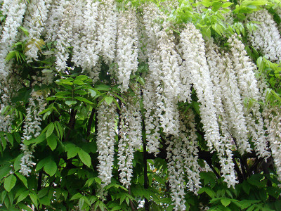 紫藤sinensis