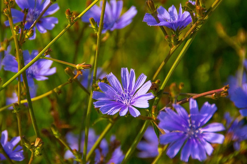 花——草原玉米花——印第安纳州霍华德县