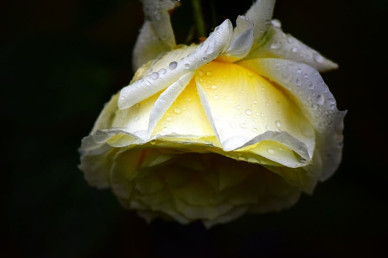 美丽的玫瑰与雨滴