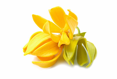 依兰(Cananga odroata)