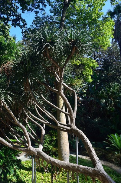 马拉加的Finca de la concepcion