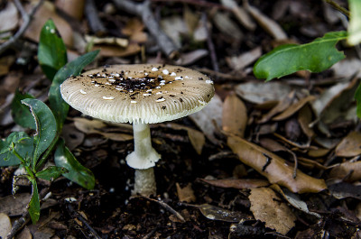 Amanita panterina