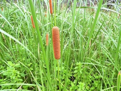 Cattail6