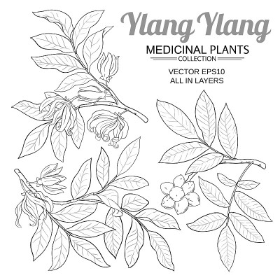 ylang ylang向量集
