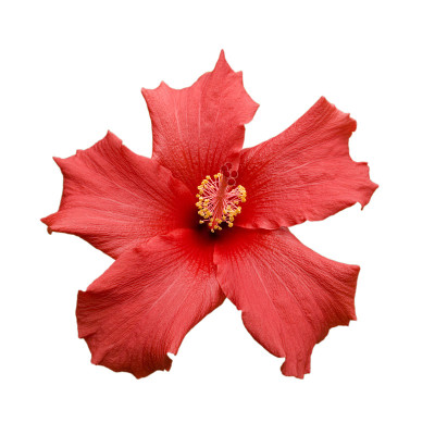 热带芙蓉