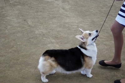 彭布罗克威尔士科基犬