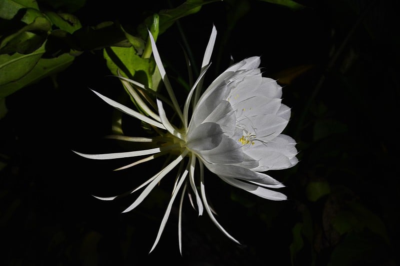 美丽的夜花女郎(昙花)