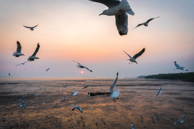 在泰国的邦浦沙慕普拉坎，海鸥在夕阳中飞翔的宁静景象，是最受欢迎和著名的晚上放松时间