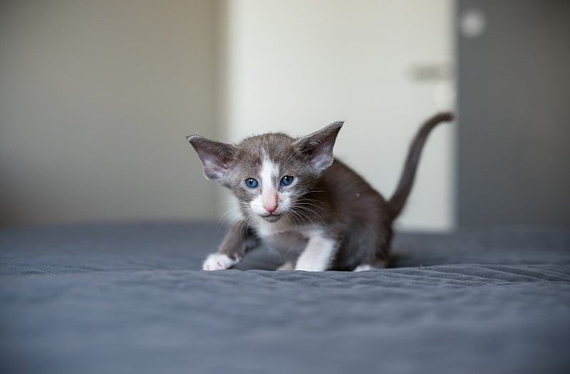 色彩鲜艳的东方小猫咪在床上玩耍