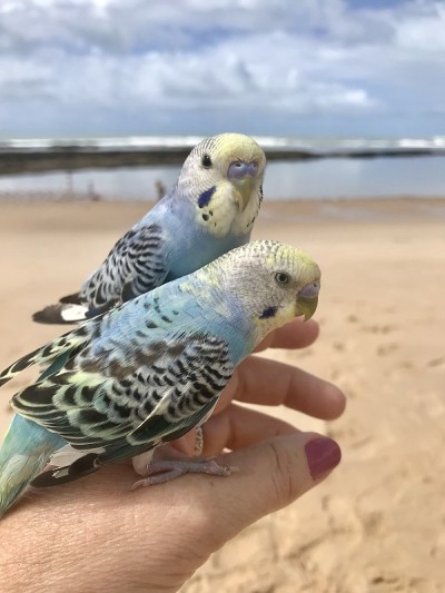澳大利亚蓝鹦鹉夫妇