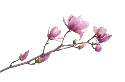 玉兰花