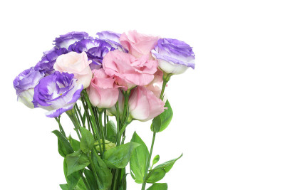 束eustoma