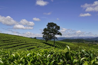 高原绿茶农场