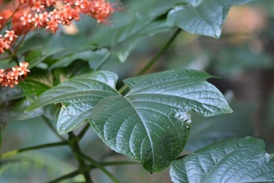 Clerodendrum paniculatum