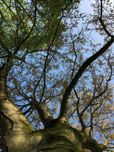 普通核桃树在2018年5月下旬开花