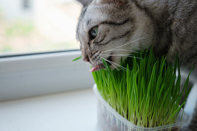 一个美丽的灰猫吃新鲜的绿草的特写。