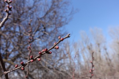 3月的蓝天下，杏树的枝干与花蕾合拢
