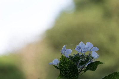 绣球花