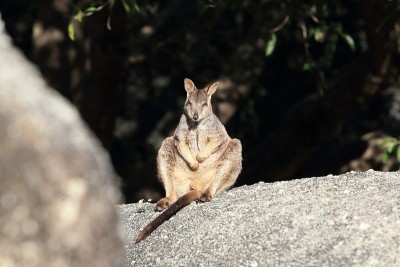澳大利亚昆士兰花岗岩峡谷的马瑞巴岩沙袋鼠