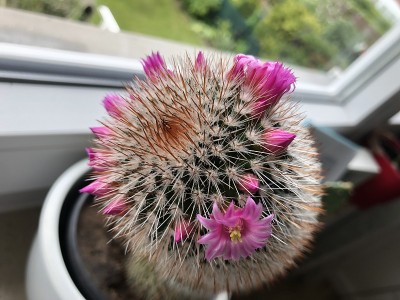 美丽的粉红色仙人掌花