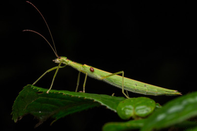 Beautiful Stick Insect  with water bubble on the g