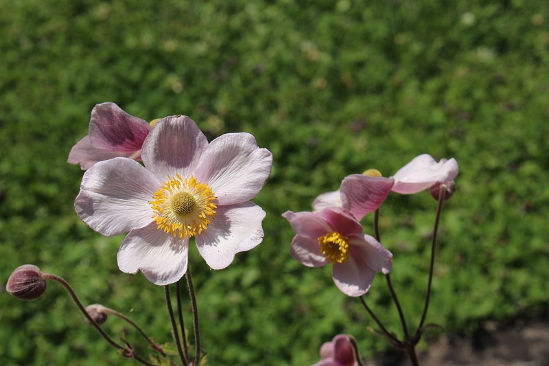 ‘风之花’-银莲花