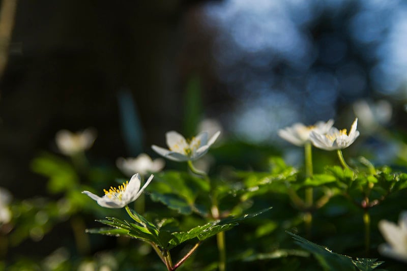 野花