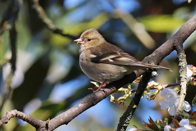 树夹(Fringilla coelebs)。