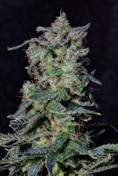 火车失事株大麻花