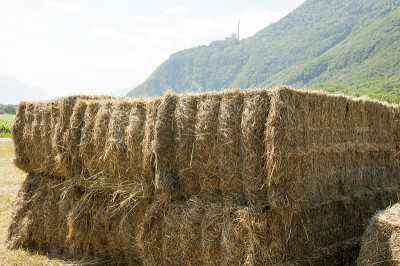 干草