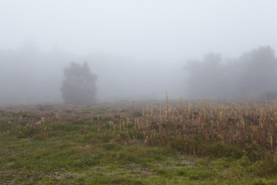 Amrum(德国)-雾景观