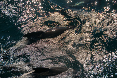Long-finned Pilot Whales