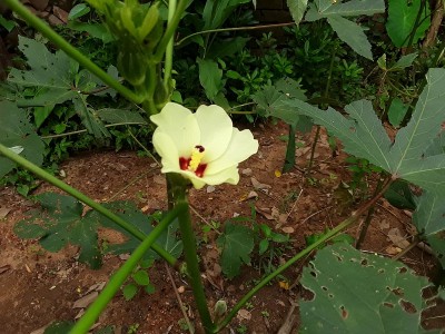 美丽的黄瓢虫花